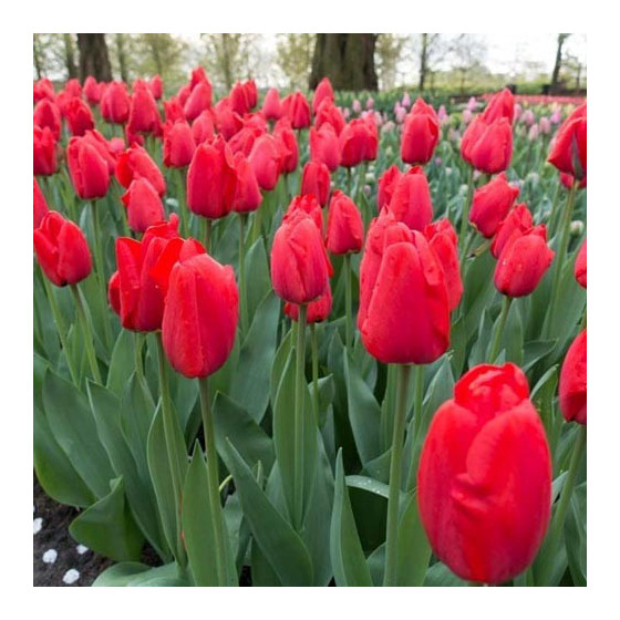 Tulpes Apeldoom 5gb, Tulpju sīpoli Apeldoom 5gb