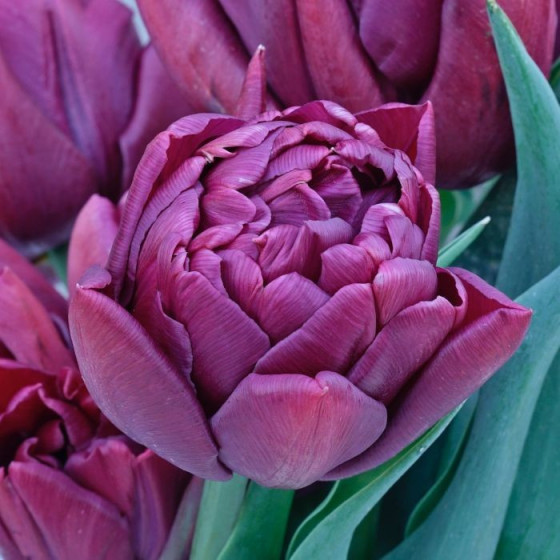 Tulpes ALISON BRADLEY 5gb, Tulpju sīpoli ALISON BRADLEY