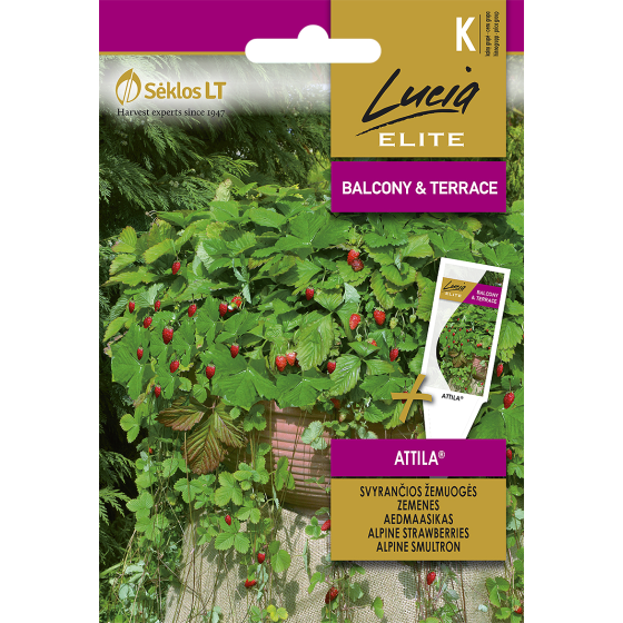 Zemenes Attila, Zemeņu sēklas, Zemenes, Zemenes Attila