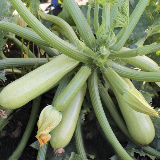 Cukini Angelina, Cukini sēklas, Gaiši zaļie cukini, Angelina F1