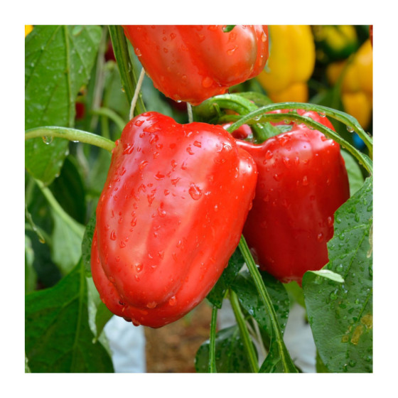 Paprika Bendigo F1, Paprikas sēklas Bendigo F1