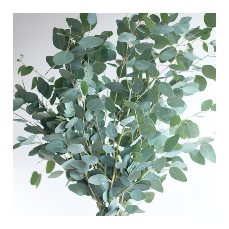 eikalipts, eikalipta sēklas, Eucalyptus cinneraria Silver Dollar