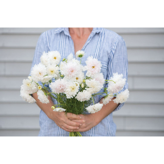 Kosmeja divplūksnu Double Click Snowpuff, Kosmejas Double Click Snowpuff