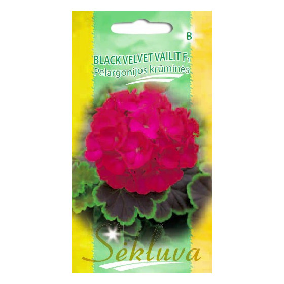 Pelargonijas Black Velvet Vailit F1, Pelargoniju sēklas