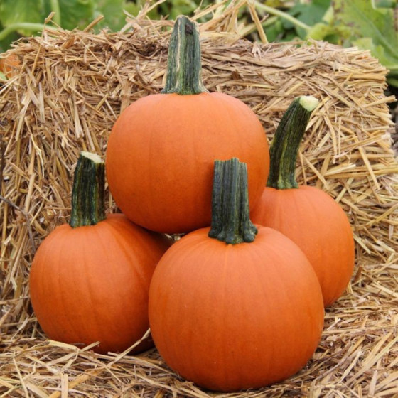 Ķirbji Canon Ball F1