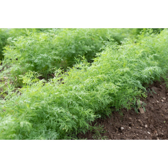 Dilles Thalia, Krūmu dilles