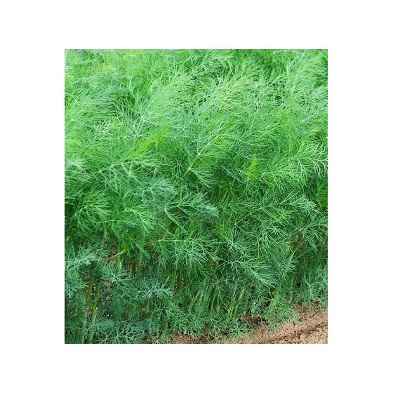 Dilles Lena, Krūmu dilles Lena