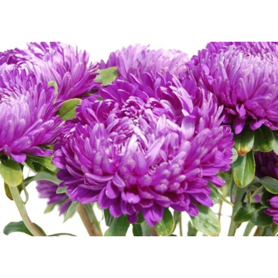 Asteres XXL Syringa Violet Blue