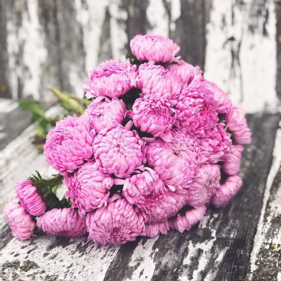 Asteres Tower" Rose"