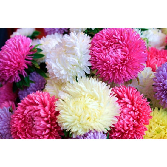 Asteres Tower" peoniju mix"