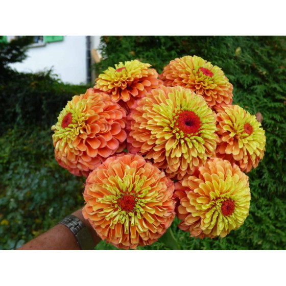 Cinnijas gleznās Queen Lime Orange