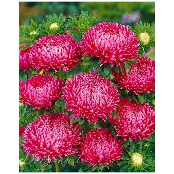 Asteres Lady Coral Brilliant Rose