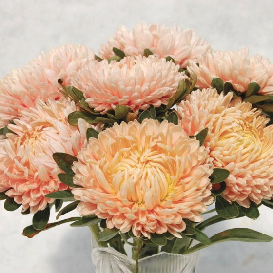 Asteres Chrisantella Autumn Forest