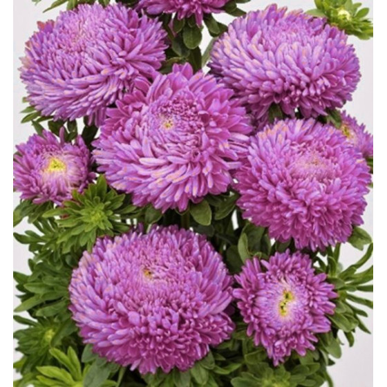 Asteres Baloon Lilac Rose