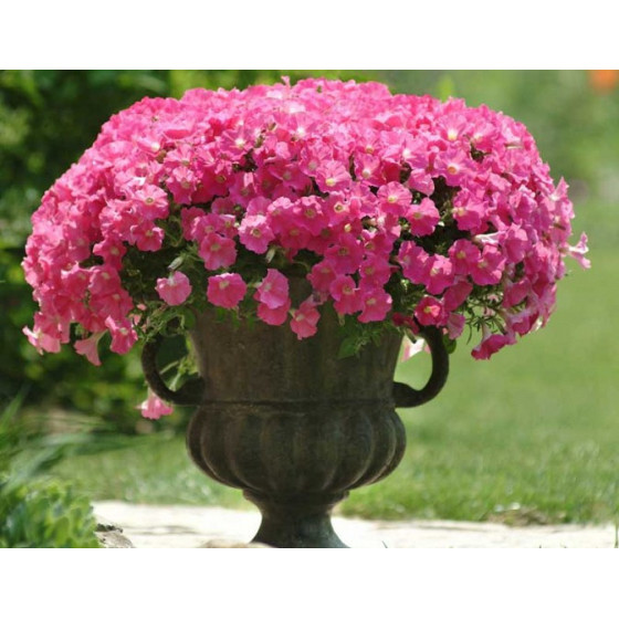 Petunia Shock Wave Rose