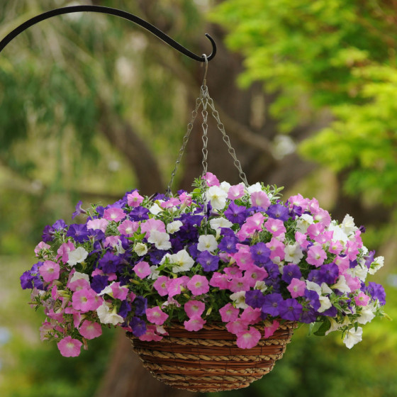 Petunia Shock Wave Spark Mix
