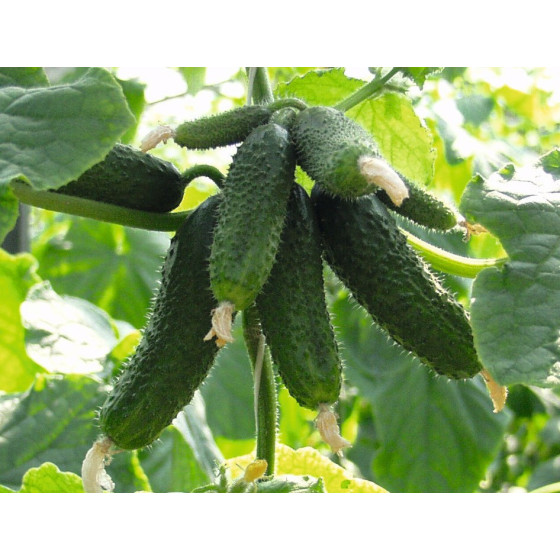 Gurķi Amour, Gurķu sēklas Amour F1