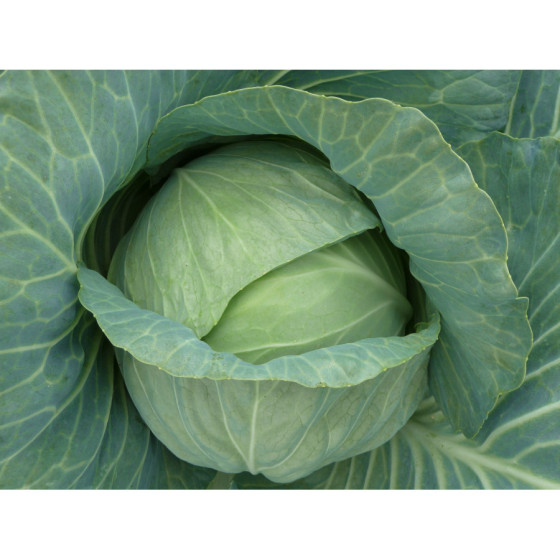 Kāposti Transam F1, Kāpostu sēklas Transam F1