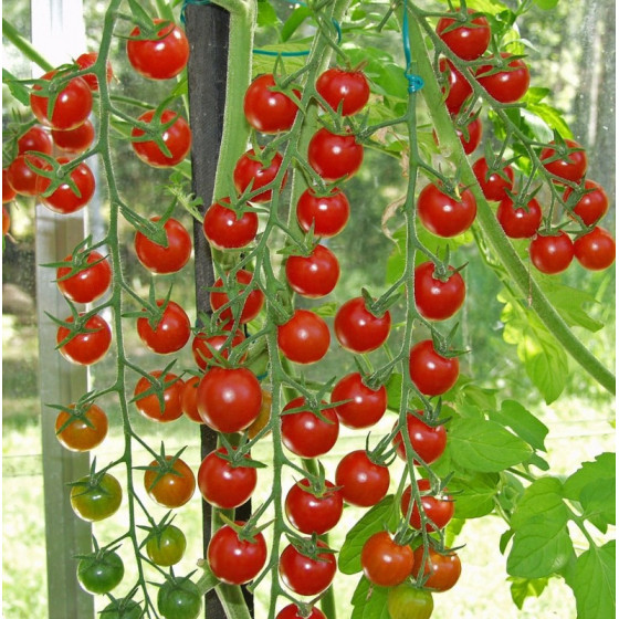 Tomāti Superweet 100 F1, Tomātu sēklas Supersweet