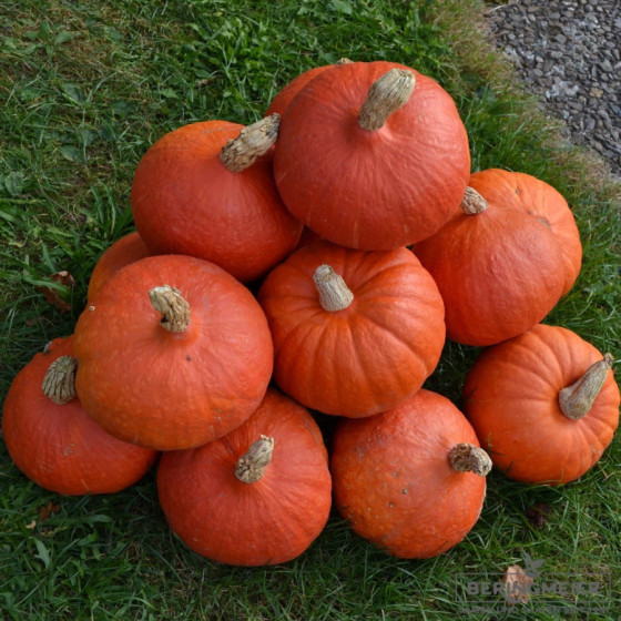 Ķirbji Orange summer, ķirbju sēklas Orange summer