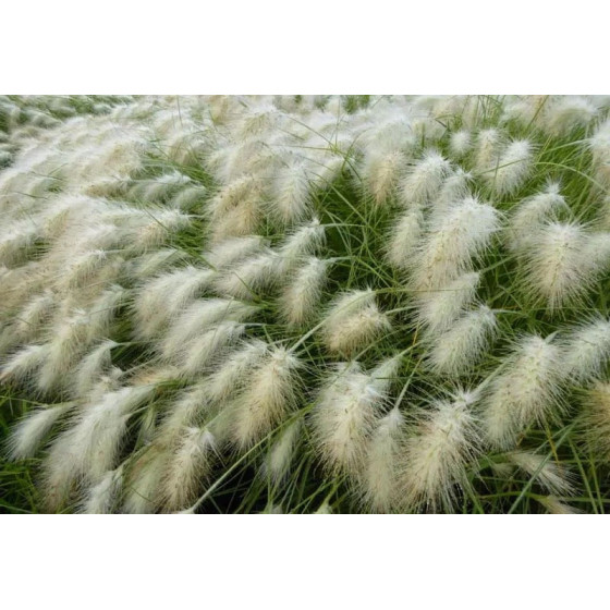 Lapsastu spalvzāle, pennisetum villosum