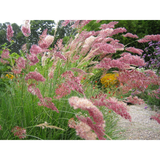 Rubīnzāle, Melinis nerviglumis Savannah