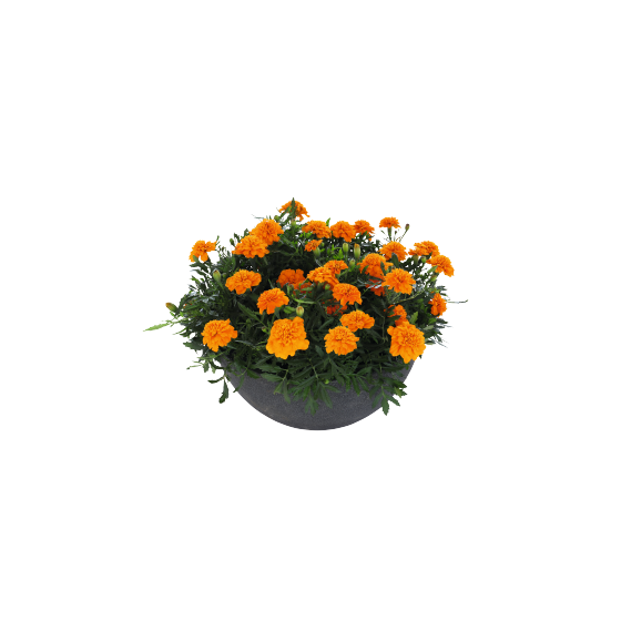 Samtenes Little Hero Fire, Samteņu sēklas, Tagetes patula