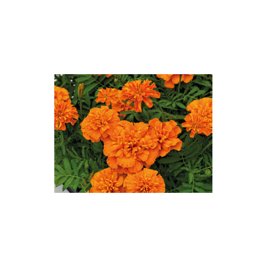 Samtenes Little Hero Fire, Samteņu sēklas, Tagetes patula