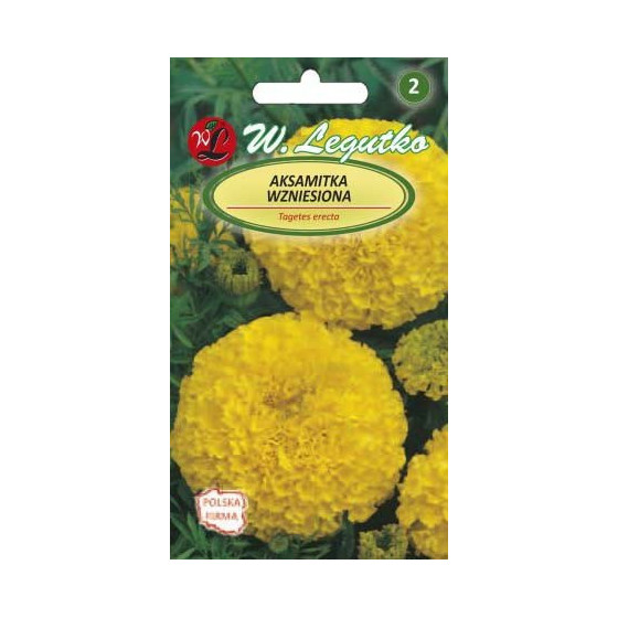 Samtenes augstās Golden-yellow , Samtenes, Samteņu sēklas