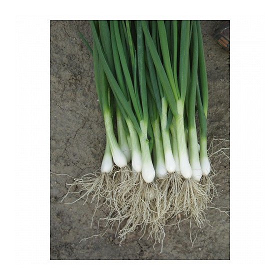 Loku sīpoli, Loku sīpolu sēklas, Sīpoli CAREL, Sīpolu sēklas CAREL