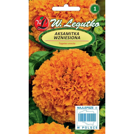 Samtenes augstās Orange, Samtenes sēklas, Samteņu sēklas