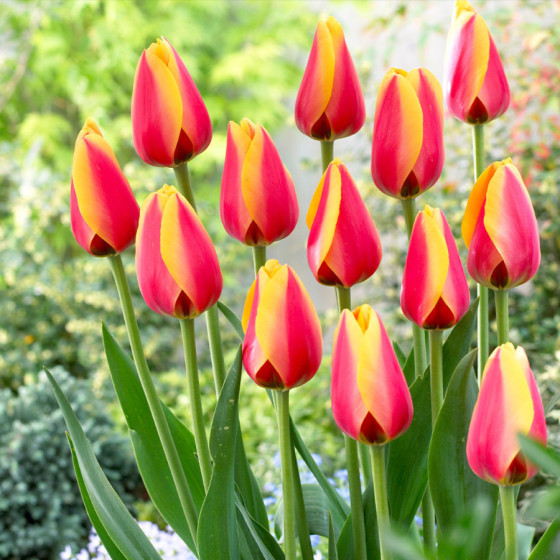 Tulpes WORLD PEACE, Tulpju sīpoli WORLD PEACE
