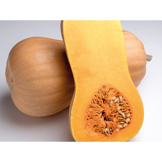 Sviesta ķirbis Matilda F1, Muskata ķirbis, Muskatķirbis Matilda