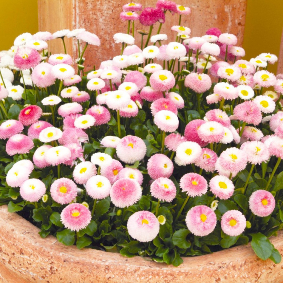 mārpuķītes, Bellis perennis,  Mārpuķīšu sēklas
