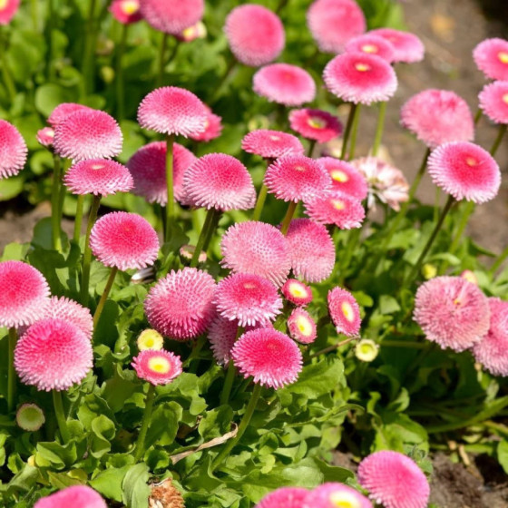 mārpuķītes, Bellis perennis,  Mārpuķīšu sēklas