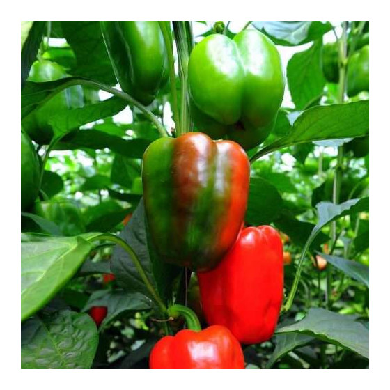 Paprika Jupiter 50s