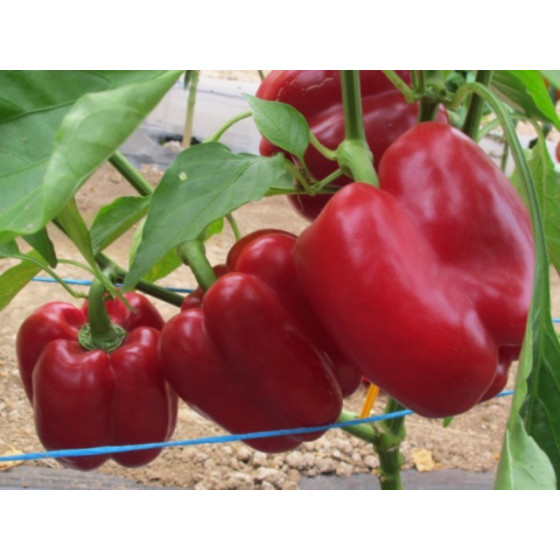 Paprika Banckers F1, Paprikas sēklas Banckers F1, Banckers F1