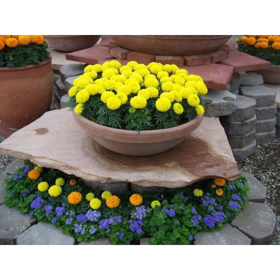 Samtenes Discovery 20 sēklas (Zemās)*