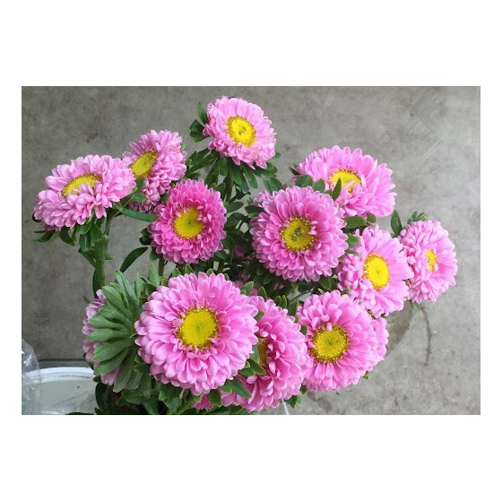Asteres ķīnas Matsumoto Pink, Asteru sēklas