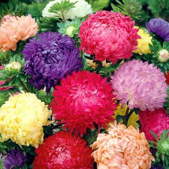 Asteres ķīnas King Size FG Mixture, Asteru sēklas