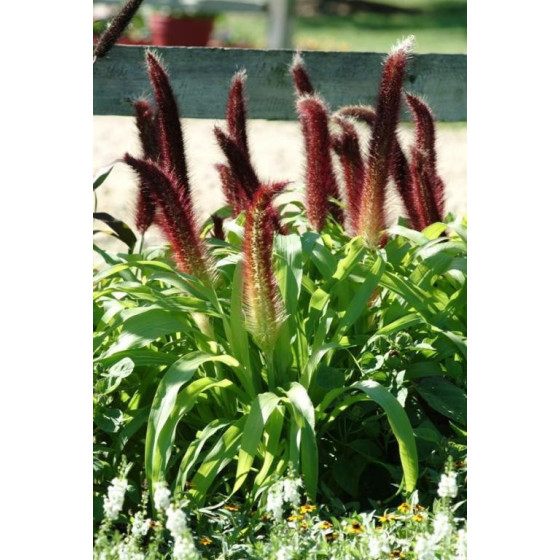 Sarzāle Jade Princess, Graudzāles, Graudzāļu sēklas