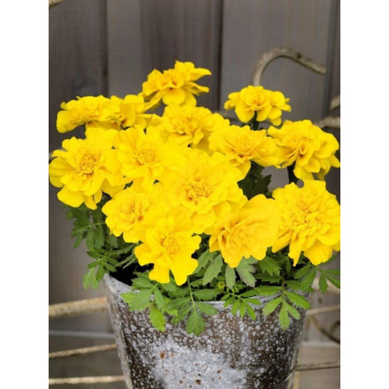 Samtenes Safari Yellow, Samteņu sēklas