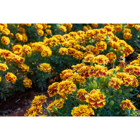 Samtenes Little Hero Fire, Samteņu sēklas, Tagetes patula