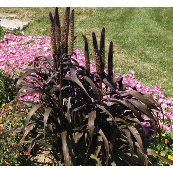 Zilganzaļā sarzāle, Setaria Italica, Pennisetum glaucum