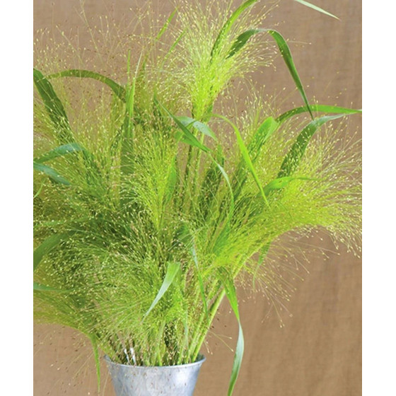 Itālijas sarene, Setaria Italica, Setaria macrocheata