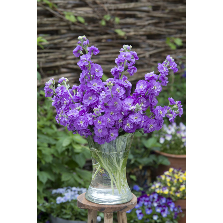 Lefkojas, Lefkoju sēklas, Mathiola incana, Lefkojas Anytime Lavander