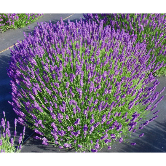 Lavanda, Lavandas sēklas, Lavanda Hodcote Blue