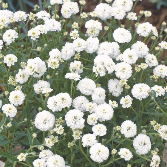 Šķavu pelašķis Marshmallow, Achillea ptarmica