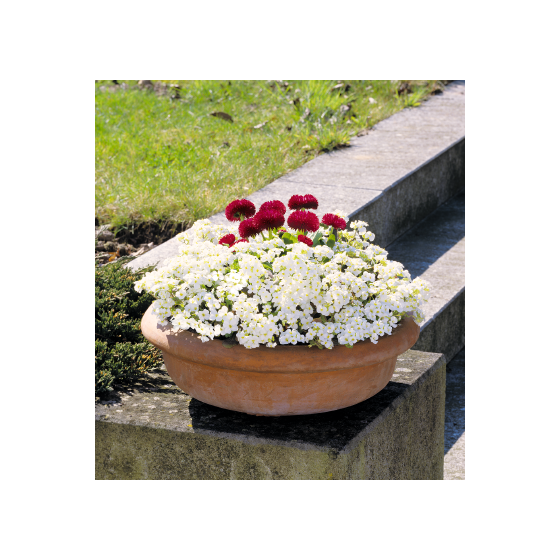 Kaukāza arābe, Arabis caucasica