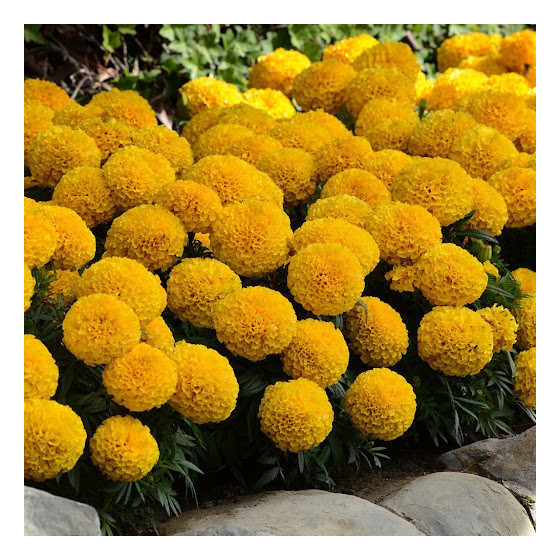 Samtenes lielās TAISHAN H GOLD , Samteņu sēklas